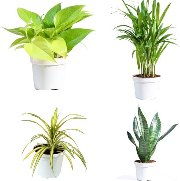 OIHOLO Areca Palm, Money Plant, Spider Plant, Snake Plant