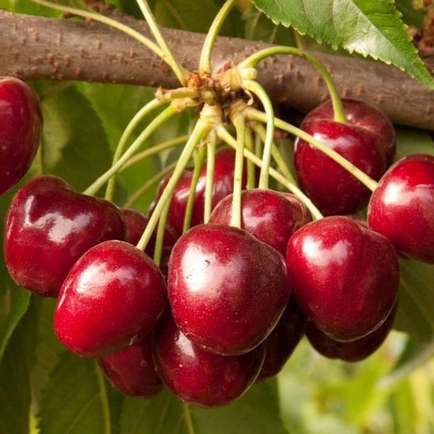 ADRIJA PLANT NURSERY Cherry Fruit Plant
