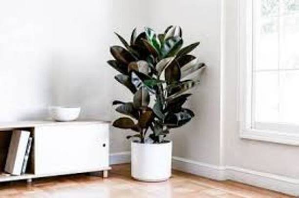 GreenyOn Rubber Tree