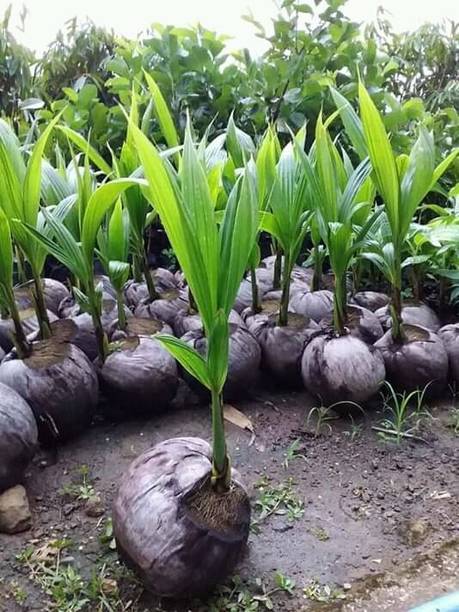 PLaNeTreee Coconut Plant