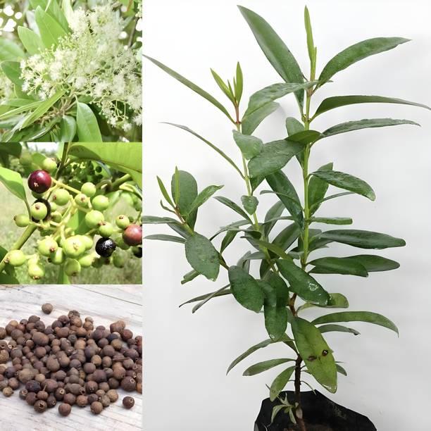 HARIGURU All Spice Plant