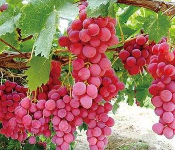 Cloud Farm Grapes Plant