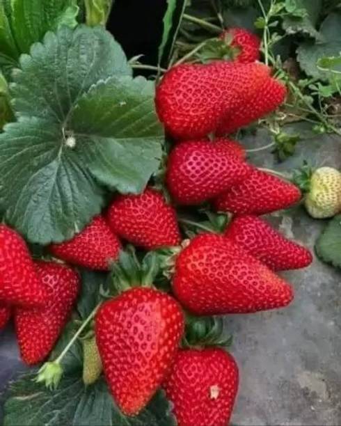Samarthgreens Strawberry Plant
