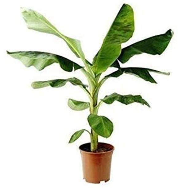 Ubtangrow Banana Plant