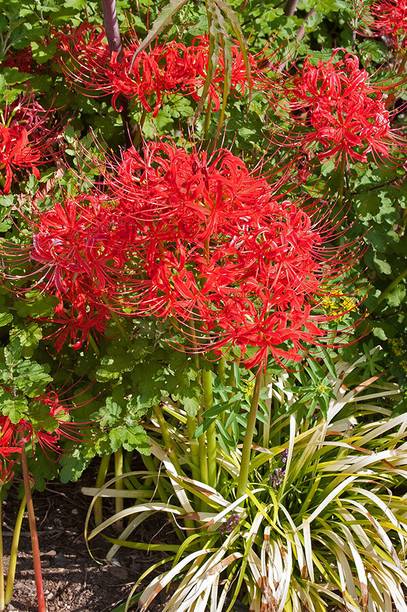 ANUSHKA GREEN BLISS Spider Lily Flowering Plant
