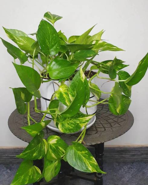 salquales Money Plant