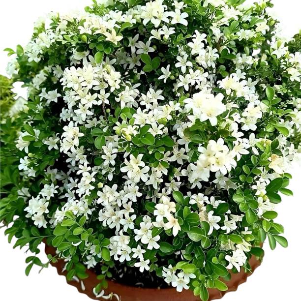 DEY CRAFT Madhu Kamini Plant