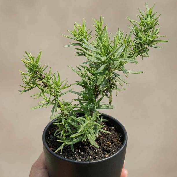 Aestheticplant Rosemary Herb Plant