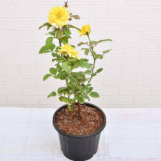 RupRish Rose Plant