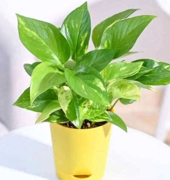 Cloud Farm Money Plant