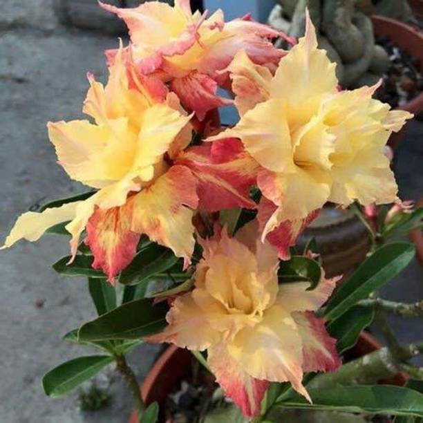 SHREYAGREEN Adenium Plant