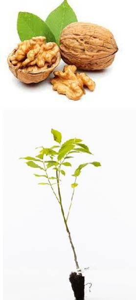 Healthy Vibe With Green Walnut Plant