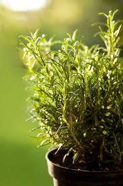 SKDIYA Rosemary Plant