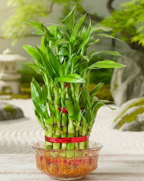 GIFTZHUB Three Layer Bamboo Plant