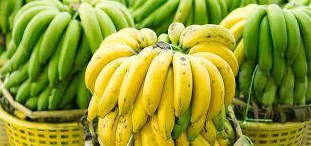 Wrenna Banana Plant