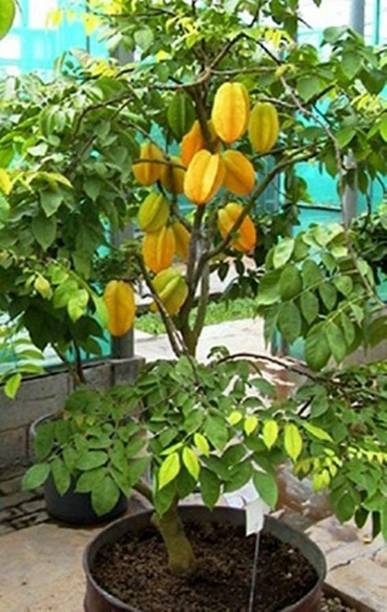 Cloud Farm Star Fruit Carambola Grafted Plant