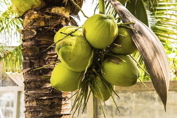 FloraFusion Coconut Plant