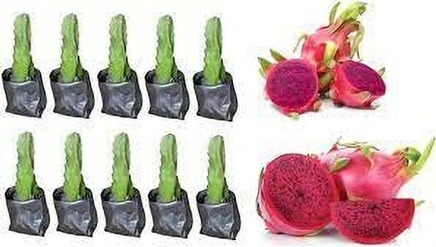 Dishita Go Green Dragon Tree