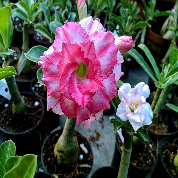 GREENCITY Adenium Plant