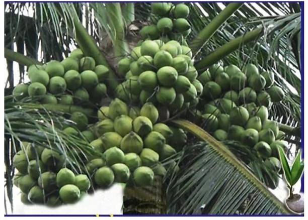 greenhousestore Coconut Plant