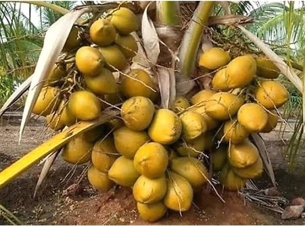 Padmavati Coconut Plant