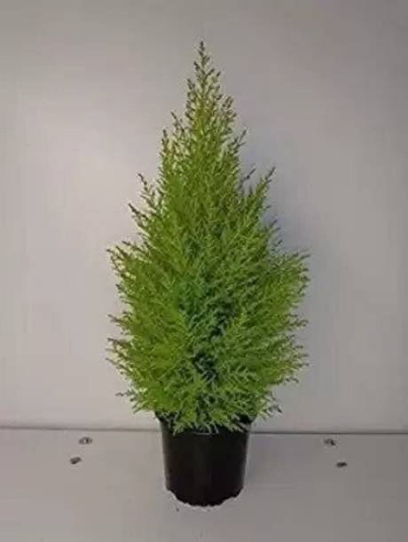 Cloud Farm Christmas Tree Plant
