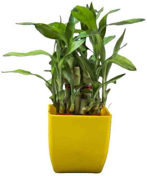 HARITGRAH Lucky Bamboo Plant