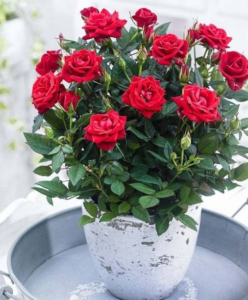 Gulab Rose Plant