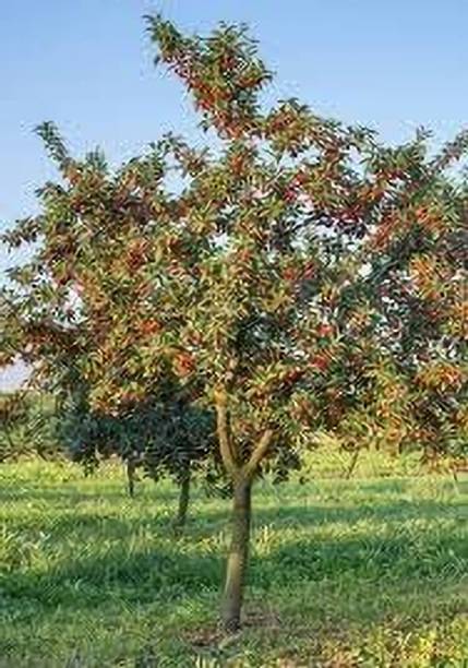 Cloud Farm Cherry Fruit Plant