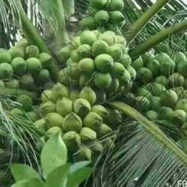 GISLENUS Coconut Plant