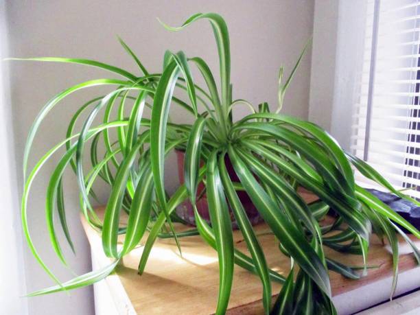 Adrita Spider Plant