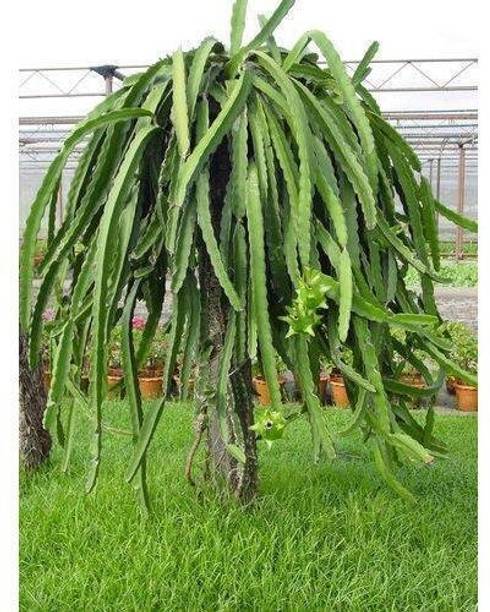 Cloud Farm Dragon Tree
