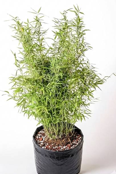 IVASCO Bamboo Palm Plant