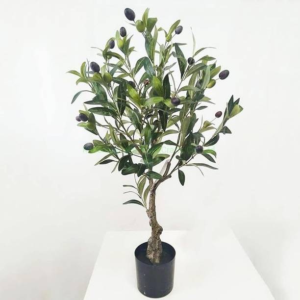 LifeShowMe Zygocactus Plant