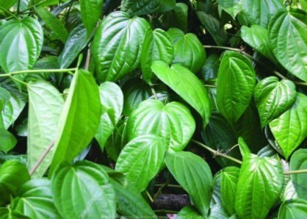 KUMUBON Betel Leaf Plant