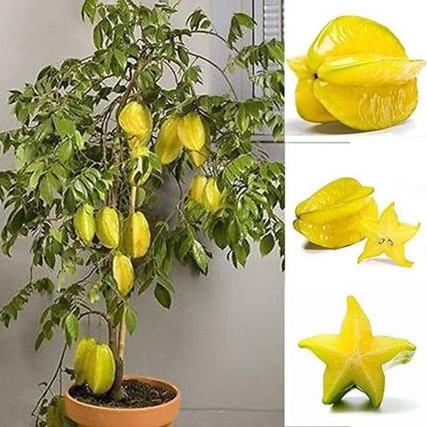 Cloud Farm Star Fruit Plant