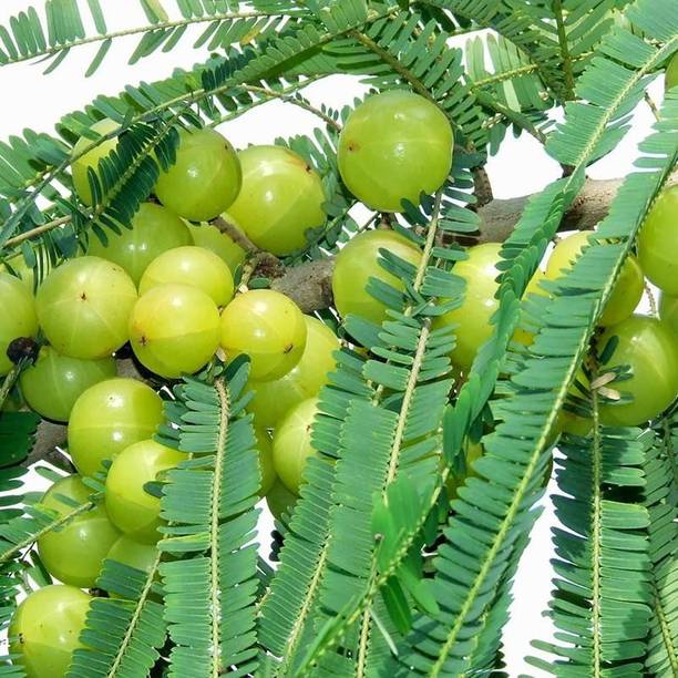 GreenLife Amla Plant