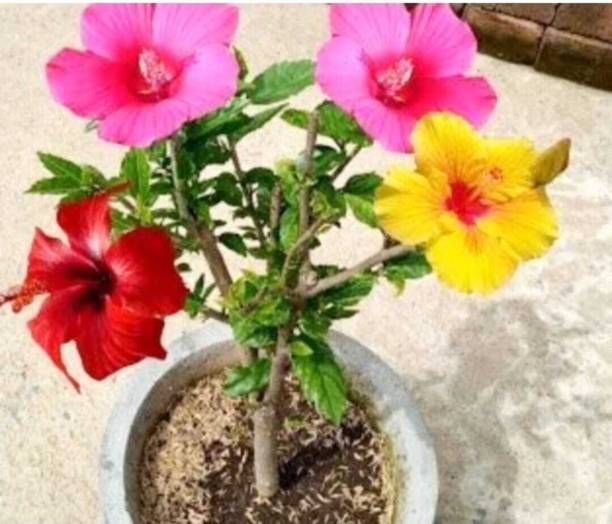AFARTIOBINA Hibiscus Plant