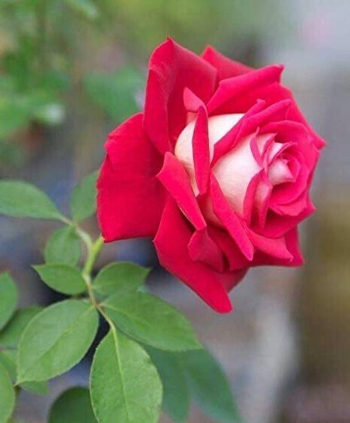 Cloud Farm Rose Plant