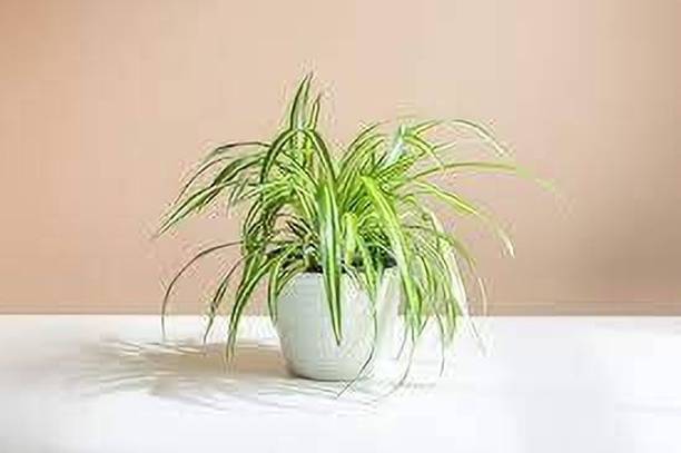 chiku Spider Plant