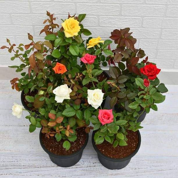 SKDIYA Rose Plant
