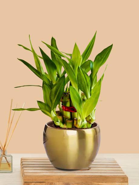 Greenkin Two Layer Bamboo Plant