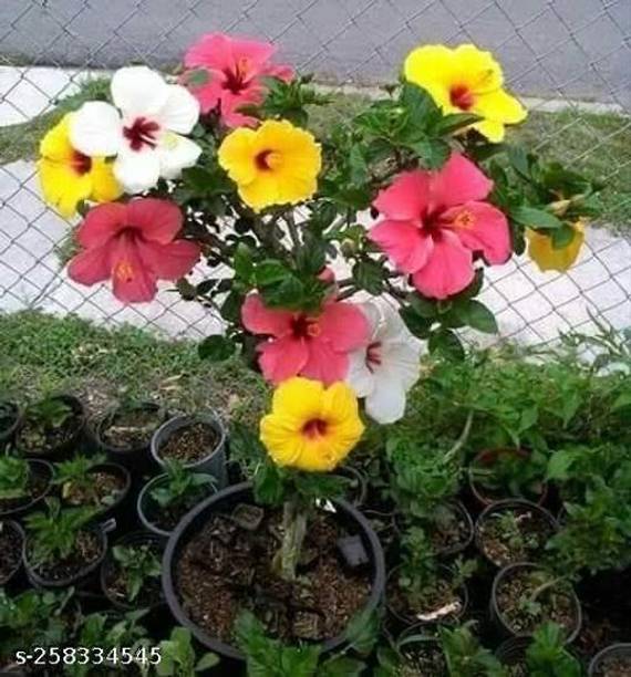FURYHUB Hibiscus Plant