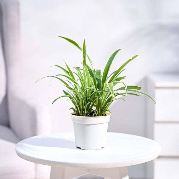 BloomShadow Chlorophytum Spider Plant