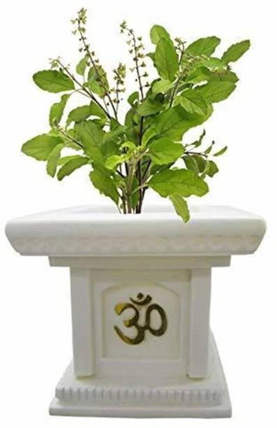 SS PLANT Tulsi Plant