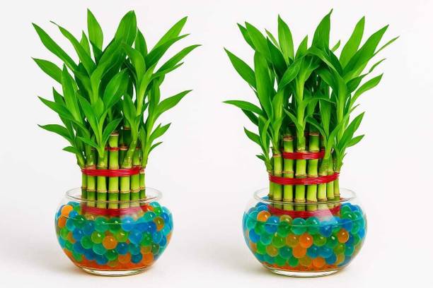 BloomShadow Three Layer Bamboo Plant
