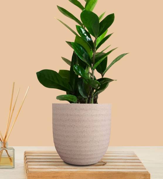 Greenkin ZZ Plant