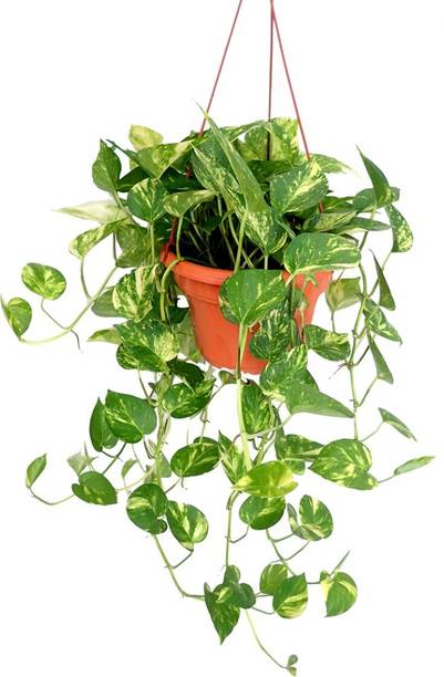 GREENCITY Money Plant