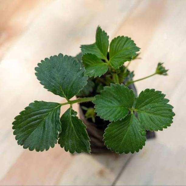 Cloud Farm Strawberry Plant