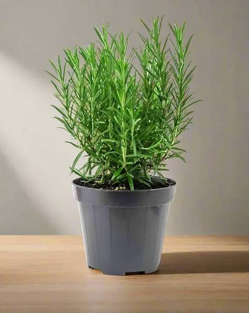 SARKARGARDEN Rosemary Plant